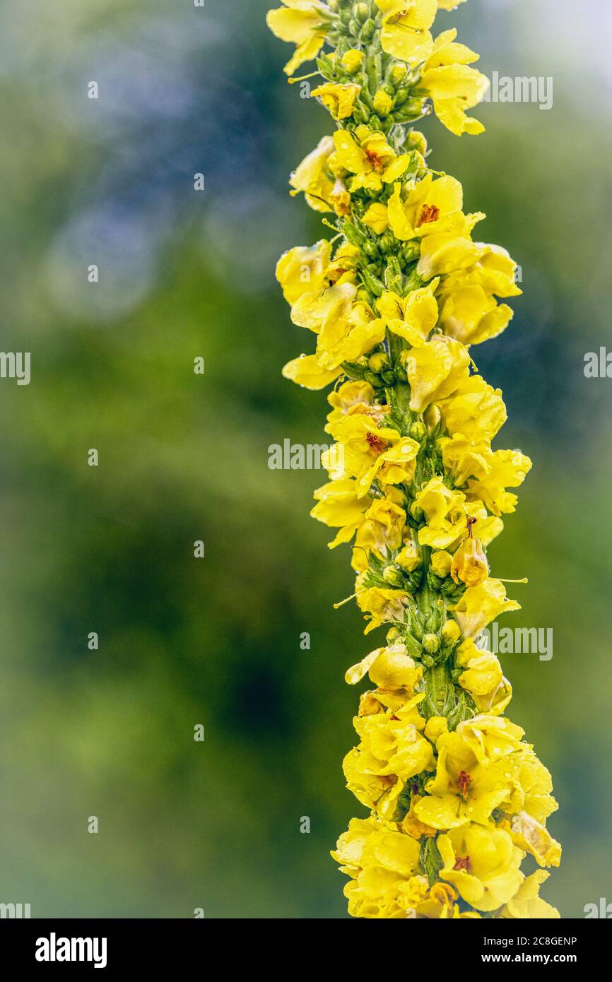 Celsia, Great-Flowered Celsia, Verbascum Creticumm, Tall yellow flower stem growing outdoor covered in water droplets. Stock Photo