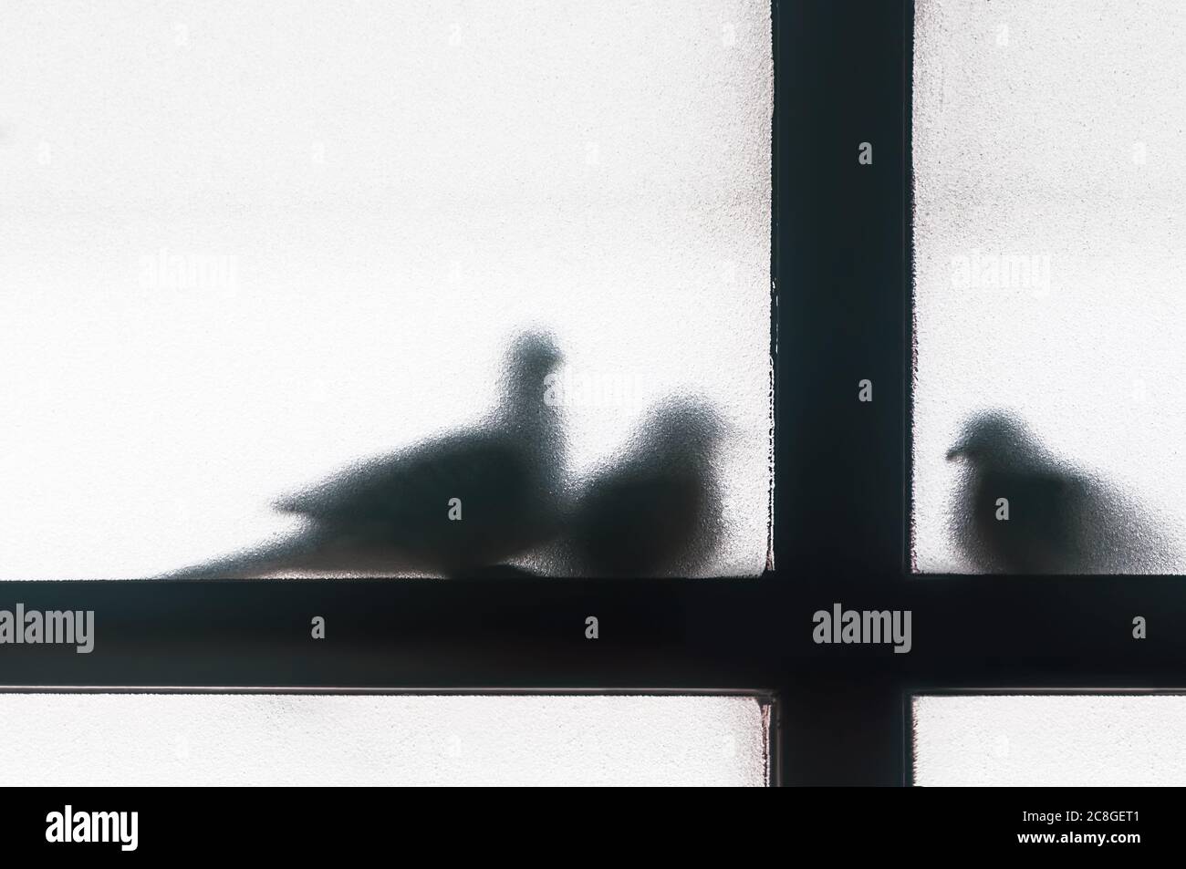 Silhouette of three doves taking shelter outside a glass window, shadow of birds sitting on windowsill Stock Photo