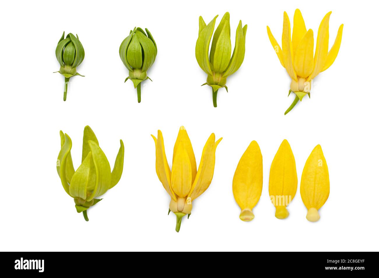 Yellow aroma flower Ylang Ylang or Ilang ilang (Cananga odorata). Fragrance flower for extract aromatherapy essential oil. Stock Photo