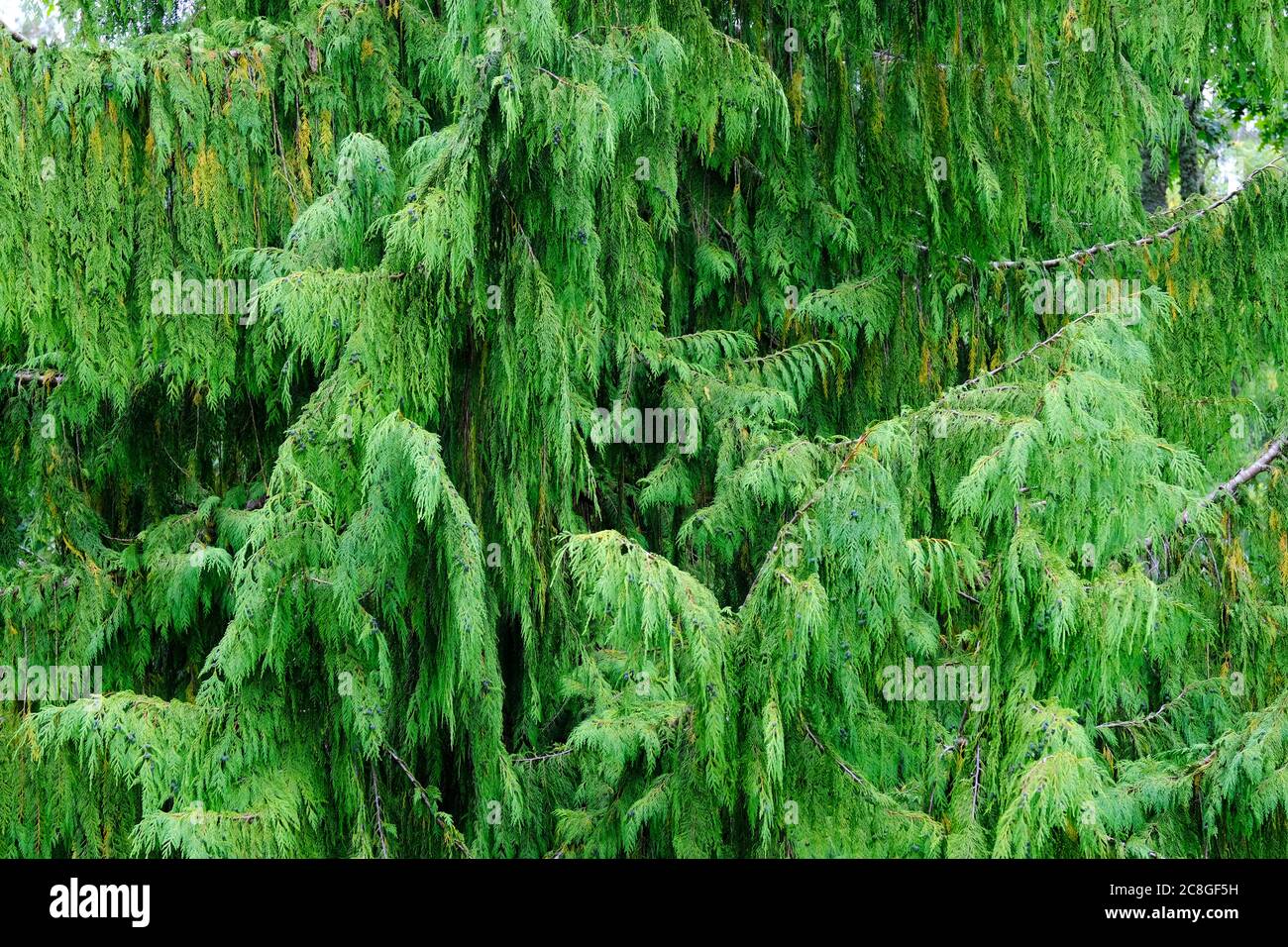 Full frame image of a Cyprus tree - John Gollop Stock Photo
