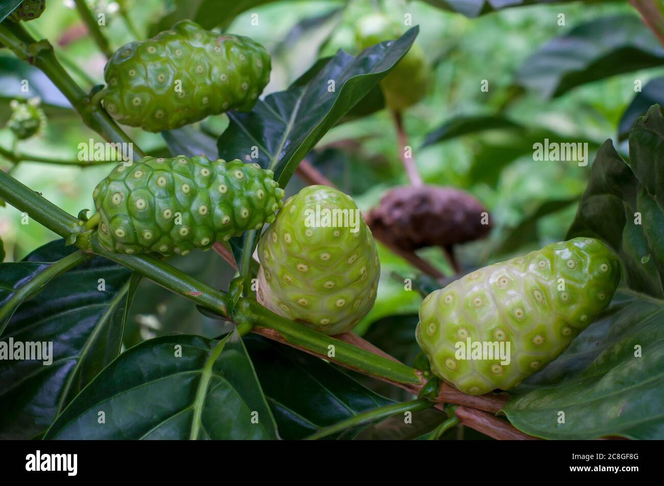 Noni fruit health herb hi-res stock photography and images - Alamy