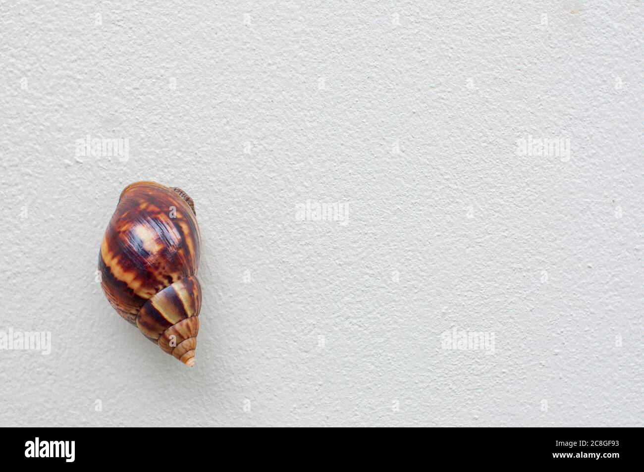 Snail, Land snail, Garden snail, Terrestrial pulmonate gastropod molluscs climb up on white gray cement wall. Stock Photo