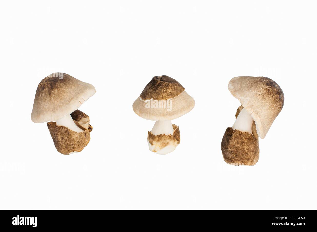 Volvariella volvacea, Straw Mushroom on white background, clipping path included. Stock Photo