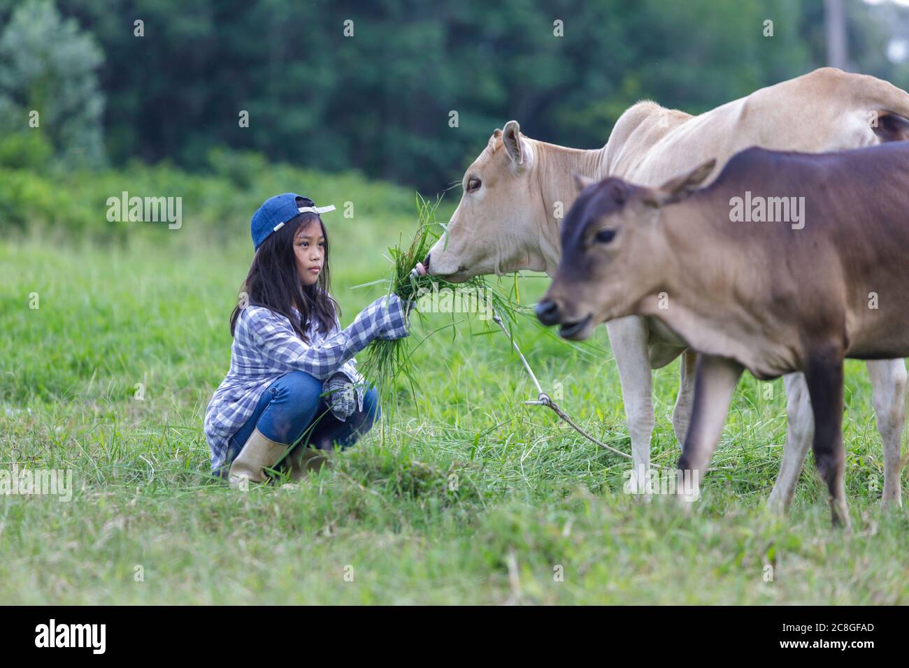 A cute Asian girl is feeding her cows in the ranch Stock Photo - Alamy