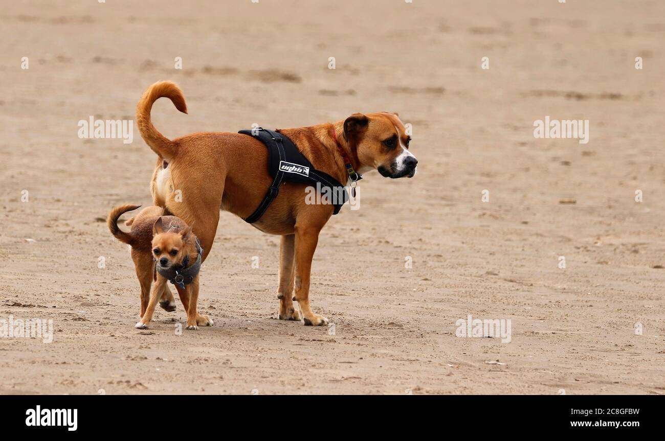 Smaller Dog lifting his leg to the larger Dog... “letting him know his place”. Stock Photo