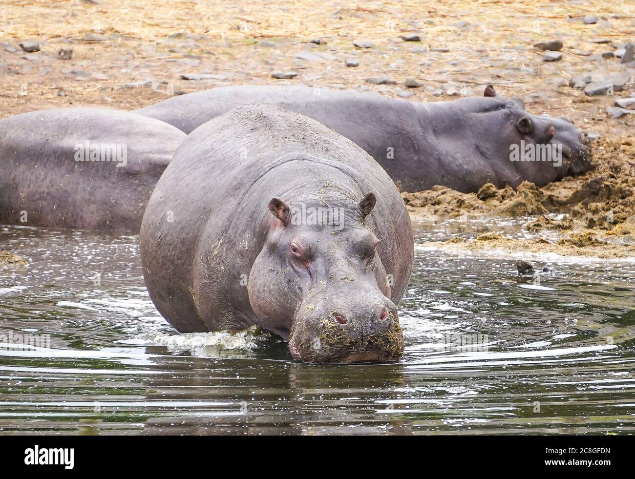 Front view of hippopotamus (Hippopotamus amphibius) leaving bloat of resting hippos and entering water for a swim, West Midland Safari Park, UK. Stock Photo