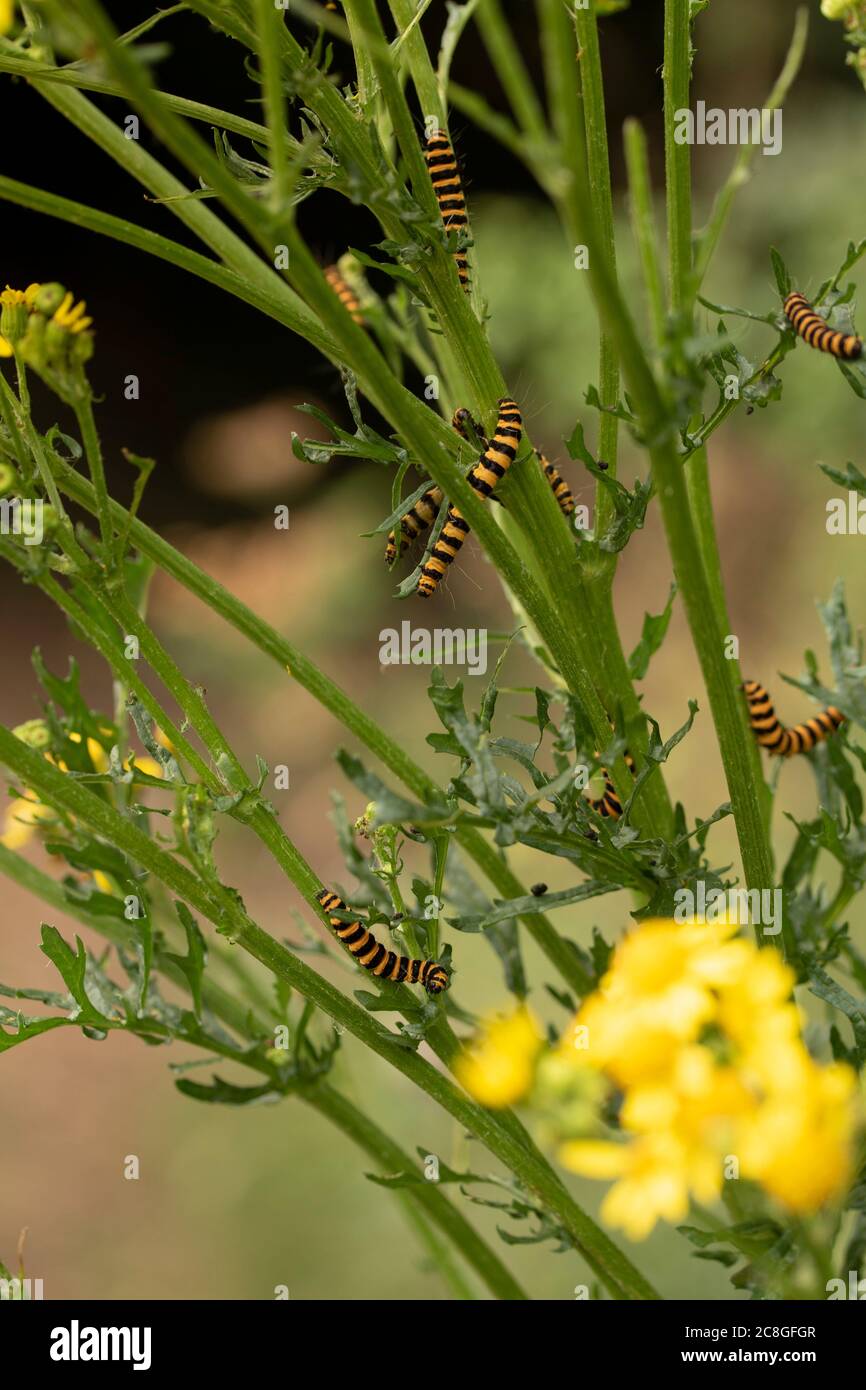 Cinnabar moth caterpillar on flowering ragwort, natural nature portrait Stock Photo