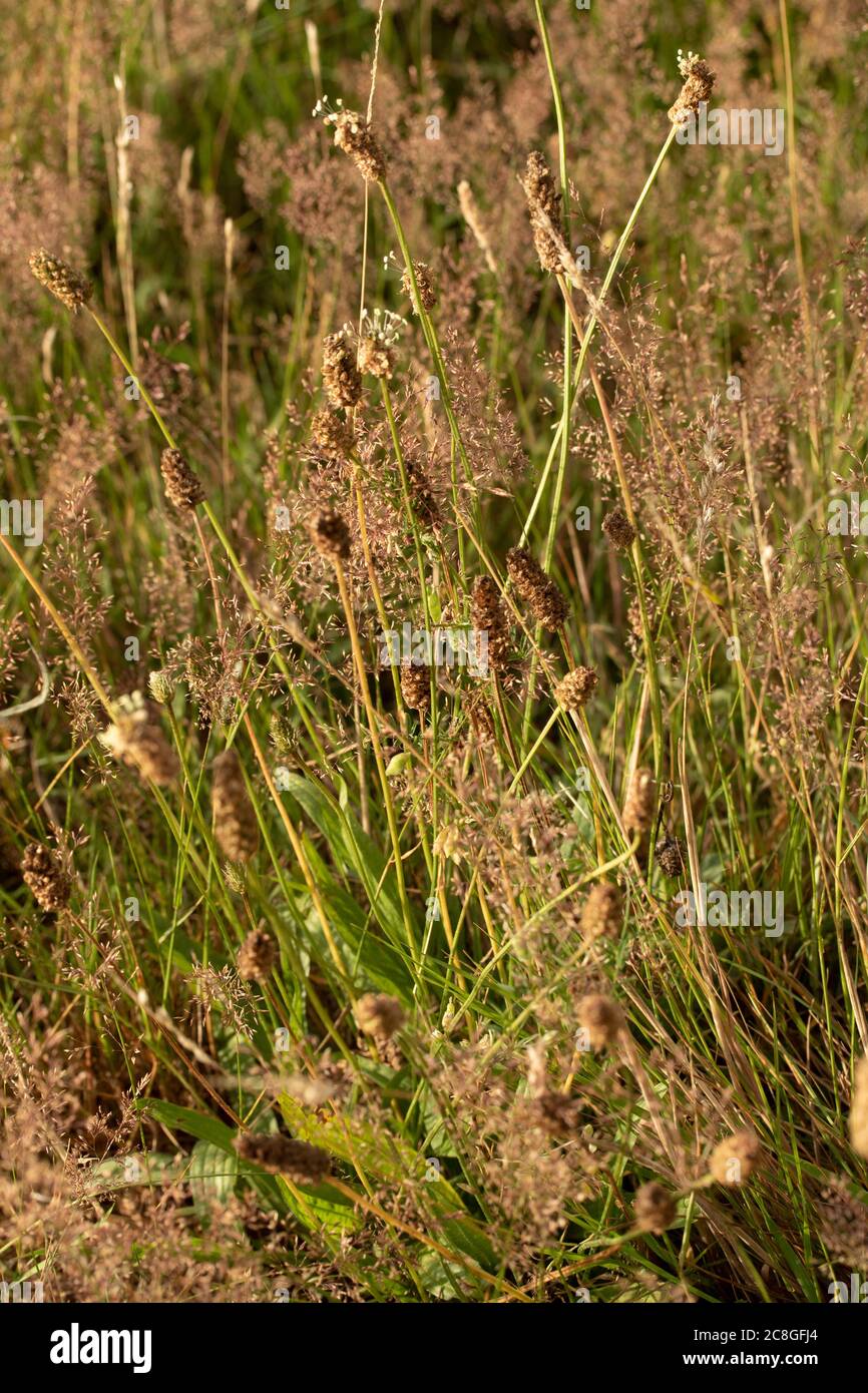 Abstract Natural Landscape Of Grasses And Grass Pollen Close-up 