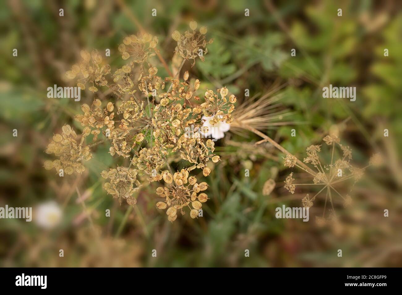 Seed heads, abstraction and patterns in nature, end and regrowth Stock Photo