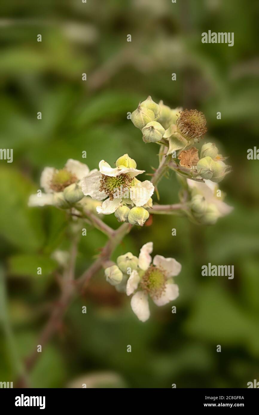 Blackberry flowering stem past their best and before fruit Stock Photo Alamy