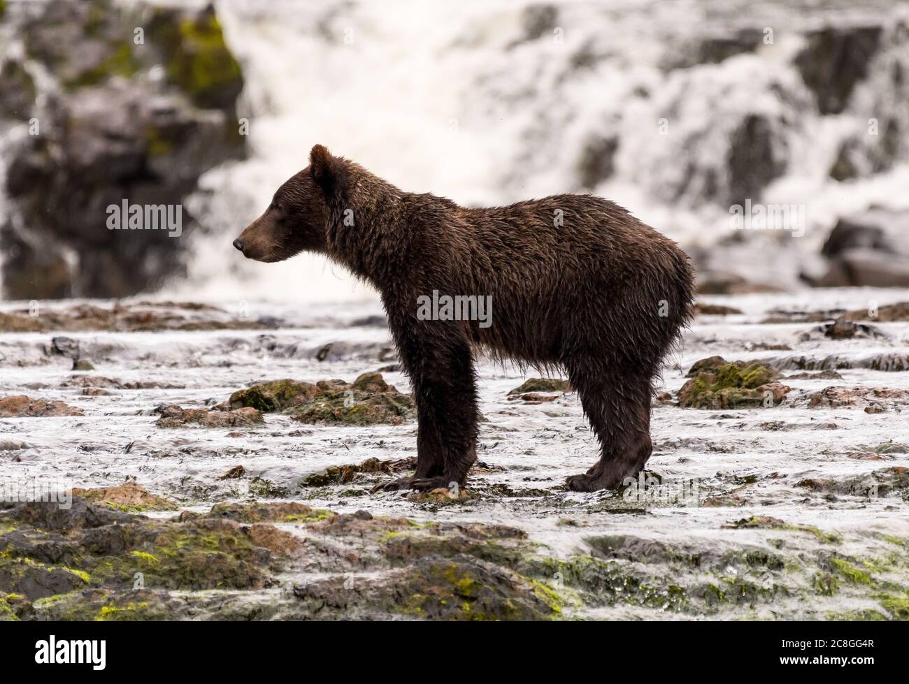 Side view of a young grizzly bear (Ursus arctos horribilis) in front of a waterfall in Alaska, USA. Stock Photo