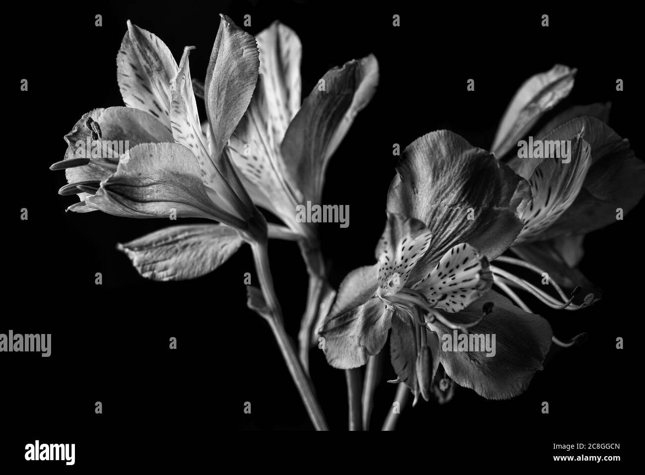 Peruvian Lily Flower in black and white monochrome effect Stock Photo