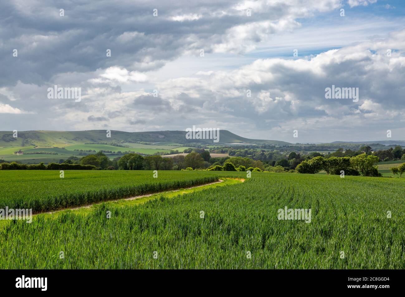 Looking across fields of cereal crops in Sussex, with Firle Beacon in the distance Stock Photo