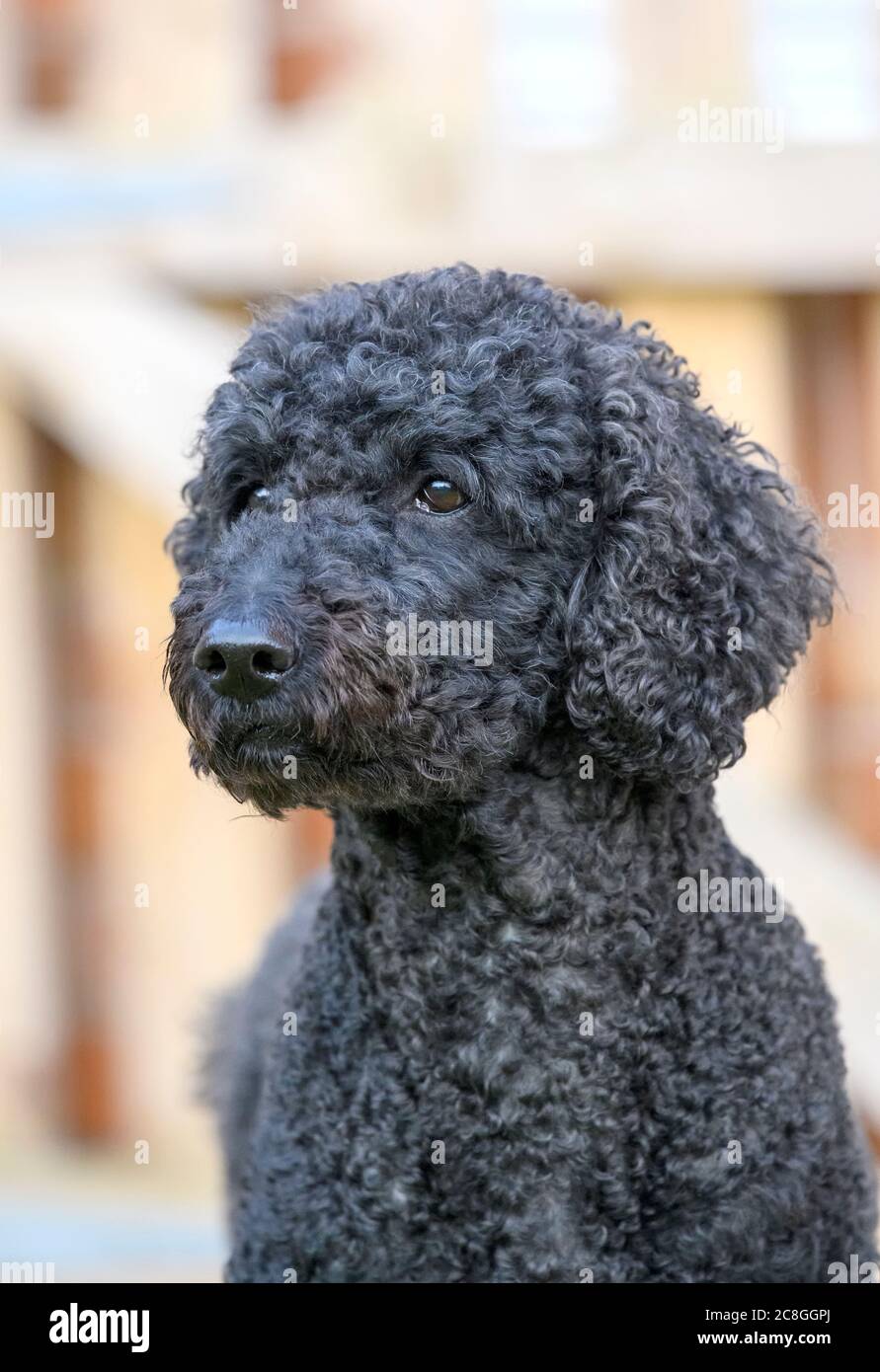 Beautiful curly haired black female Labradoodle dog Stock Photo Alamy