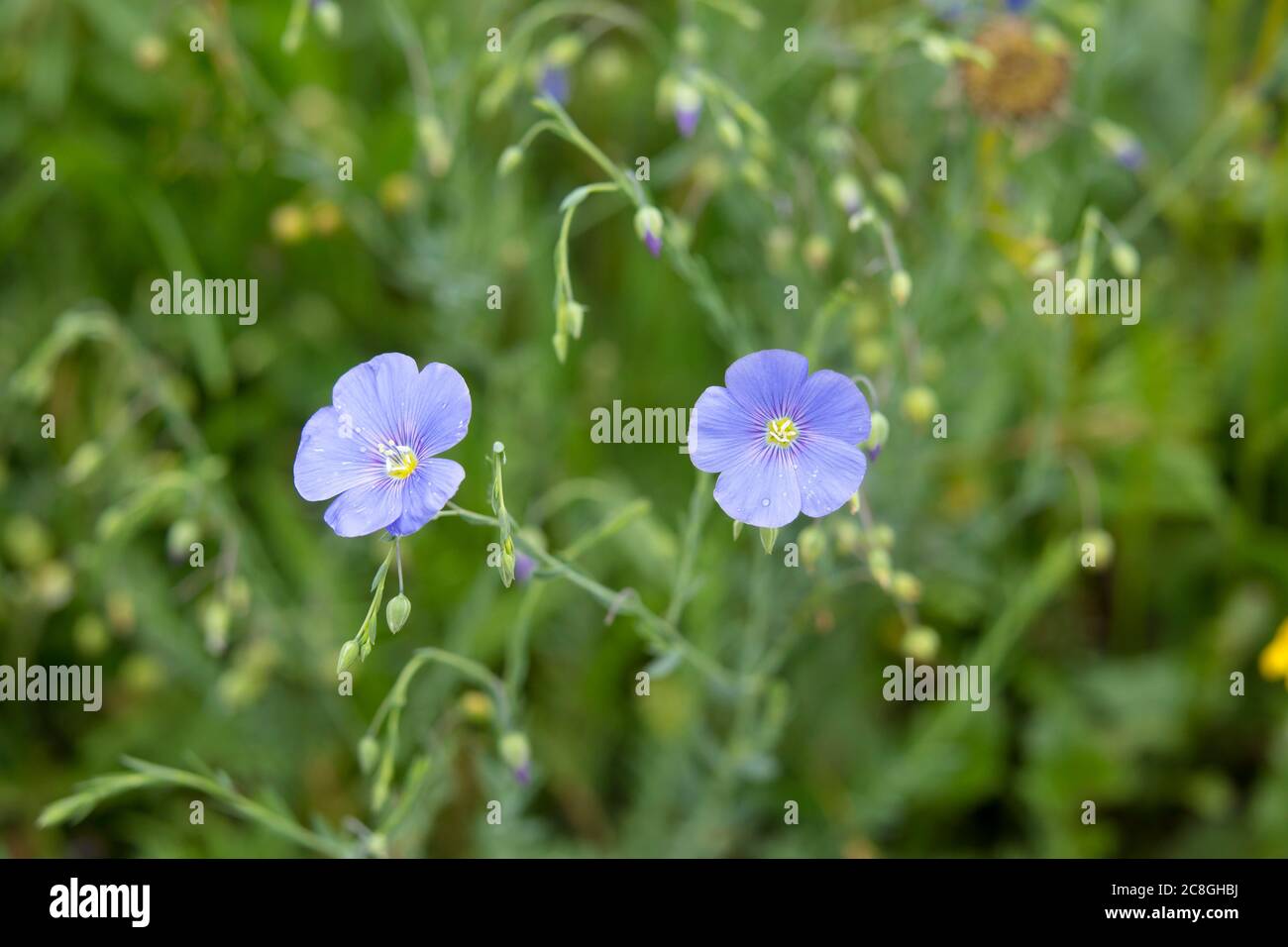 Perennial flax (linum perenne), flower, wildflower meadow, Germany Stock Photo