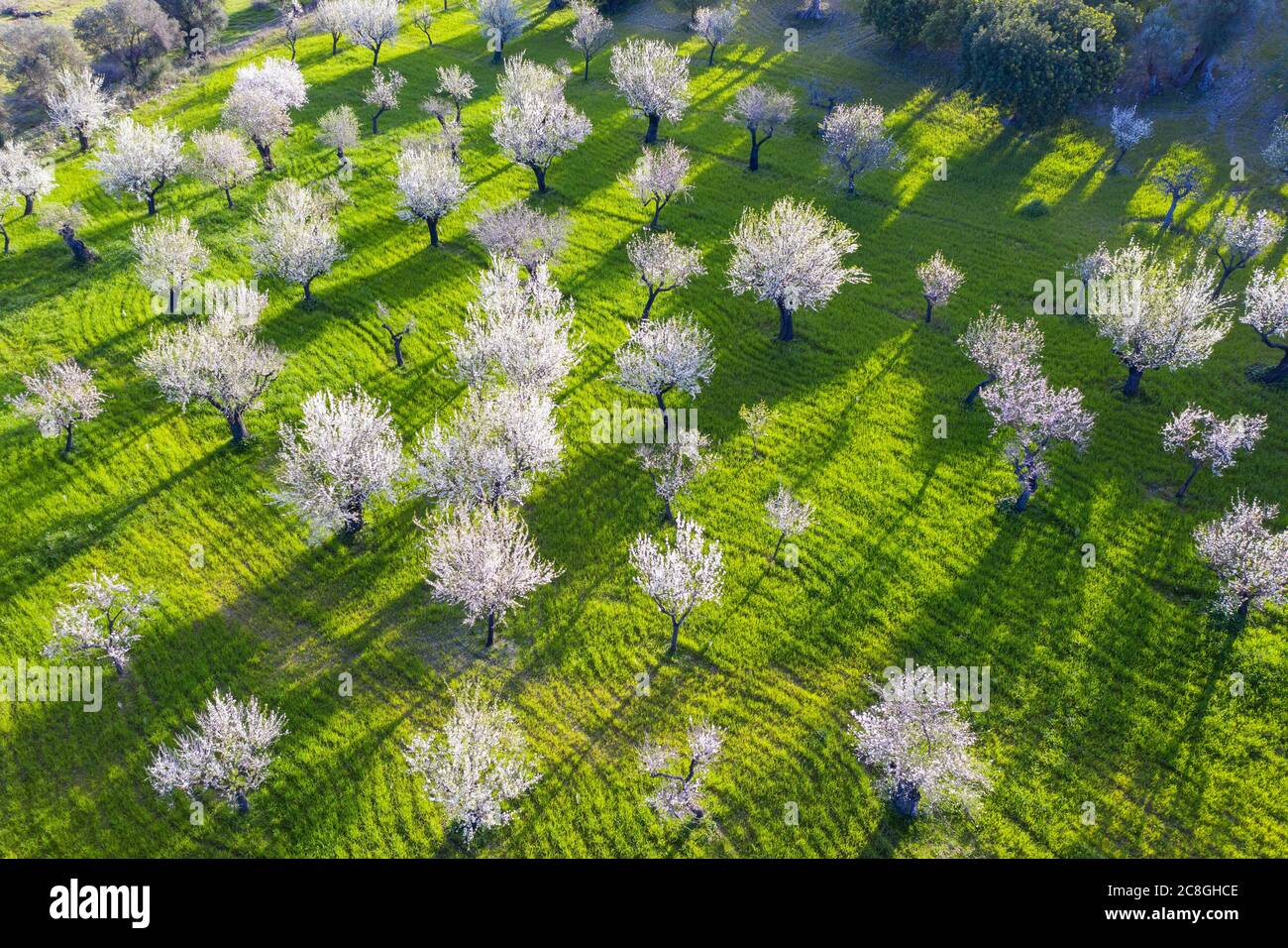 Almond blossom, plantation with flowering almond trees, near Selva, Raiguer region, aerial view, Majorca, Balearic Islands, Spain Stock Photo