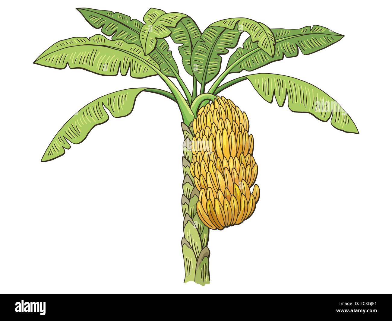 Color Diagram Of Banana Plant