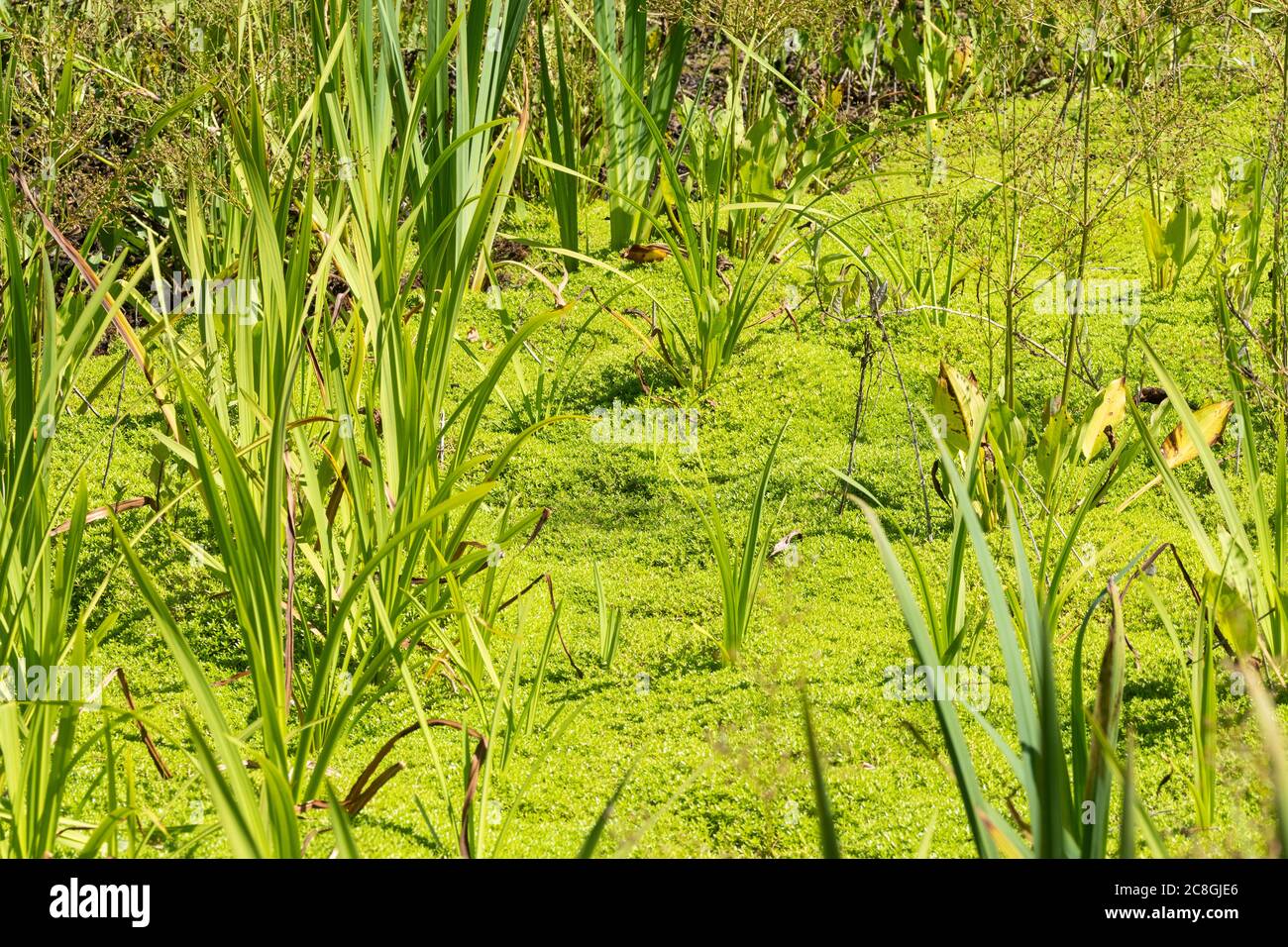 Crassula helmsii, a nonnative invasive pond plant in the UK, also
