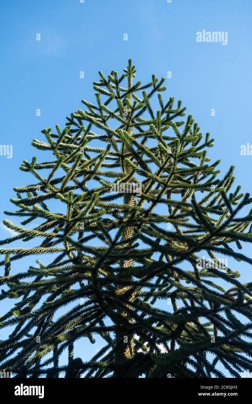 Monkey Puzzle Tree Araucaria Araucana Stock Photo Alamy Monkey Puzzle Tree Araucaria Araucana Stock Photo Alamy