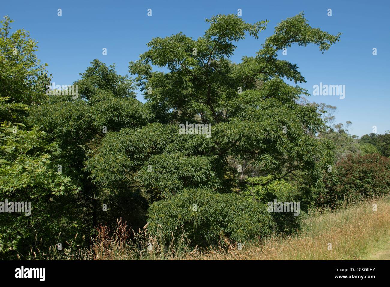 Green Foliage of a Japanese Cork Tree (Phellodendron japonicum) with a