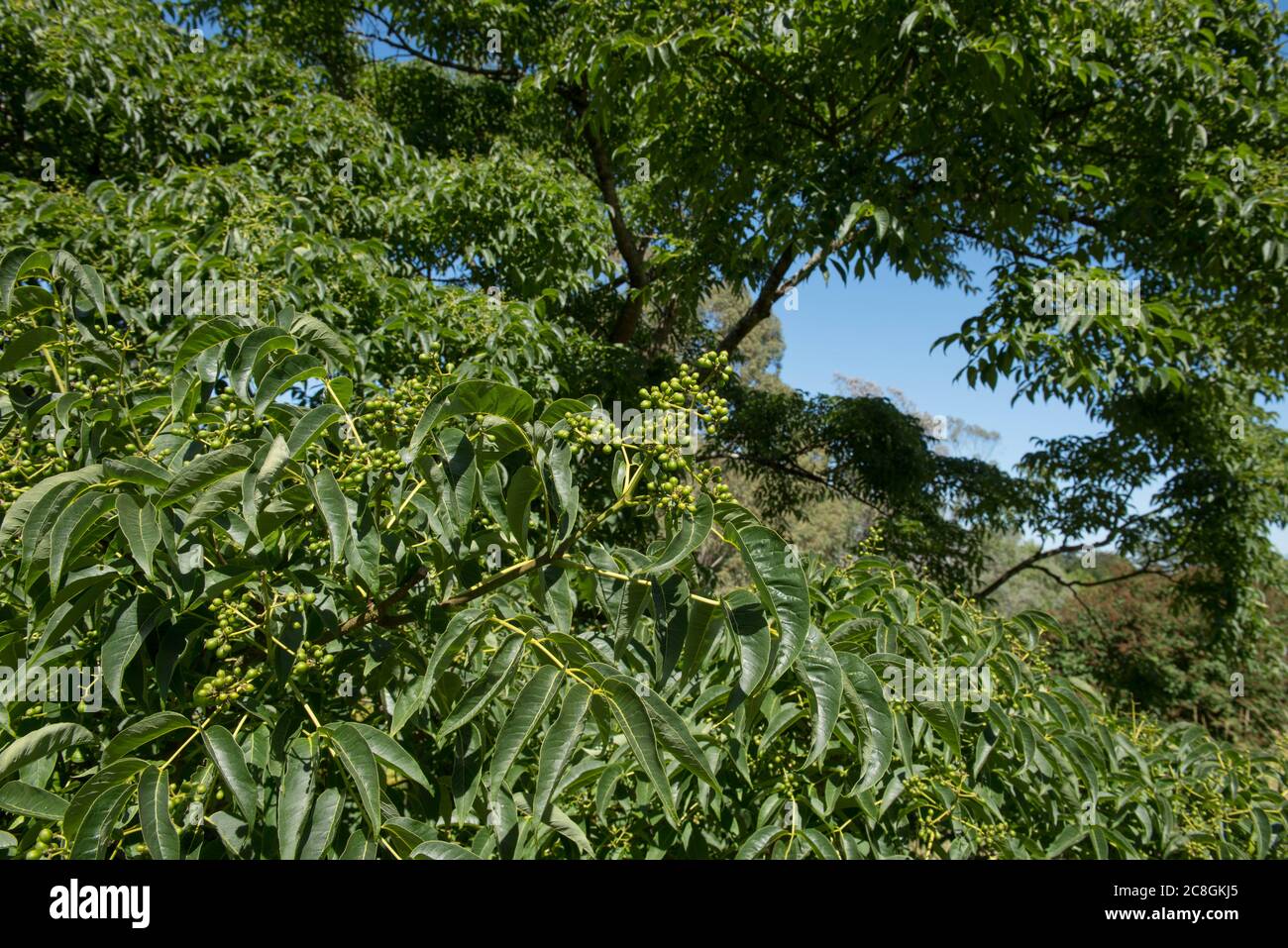 Green Foliage of a Japanese Cork Tree (Phellodendron japonicum) with a