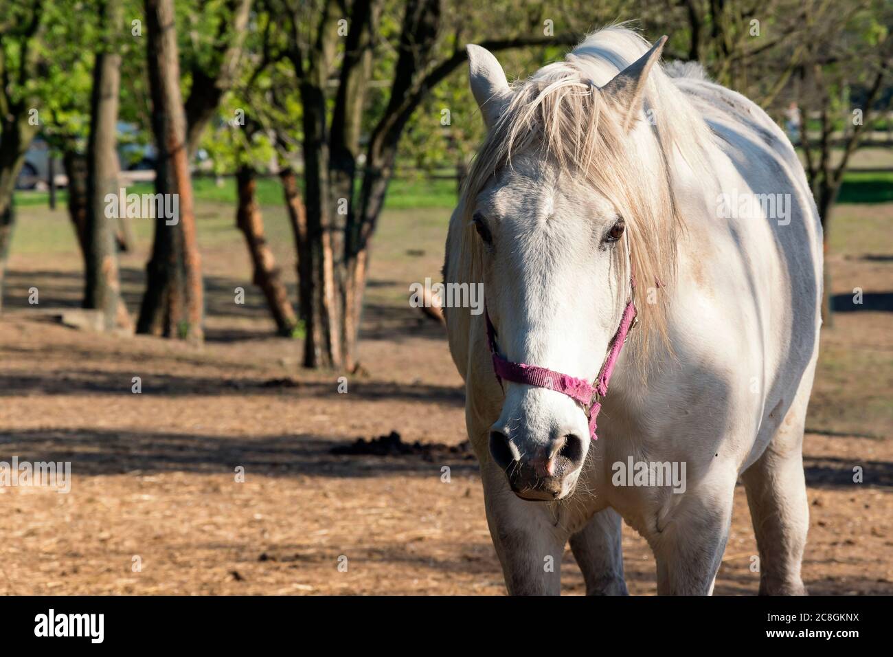White horse looking at camera. Alone bred horse on pasture. Stallion standing in meadow front view portrait. Strong and powerful animal outside. Gorge Stock Photo