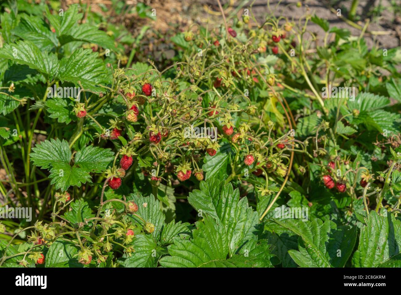 garden strawberries grow in the garden. ripe red berry Stock Photo - Alamy