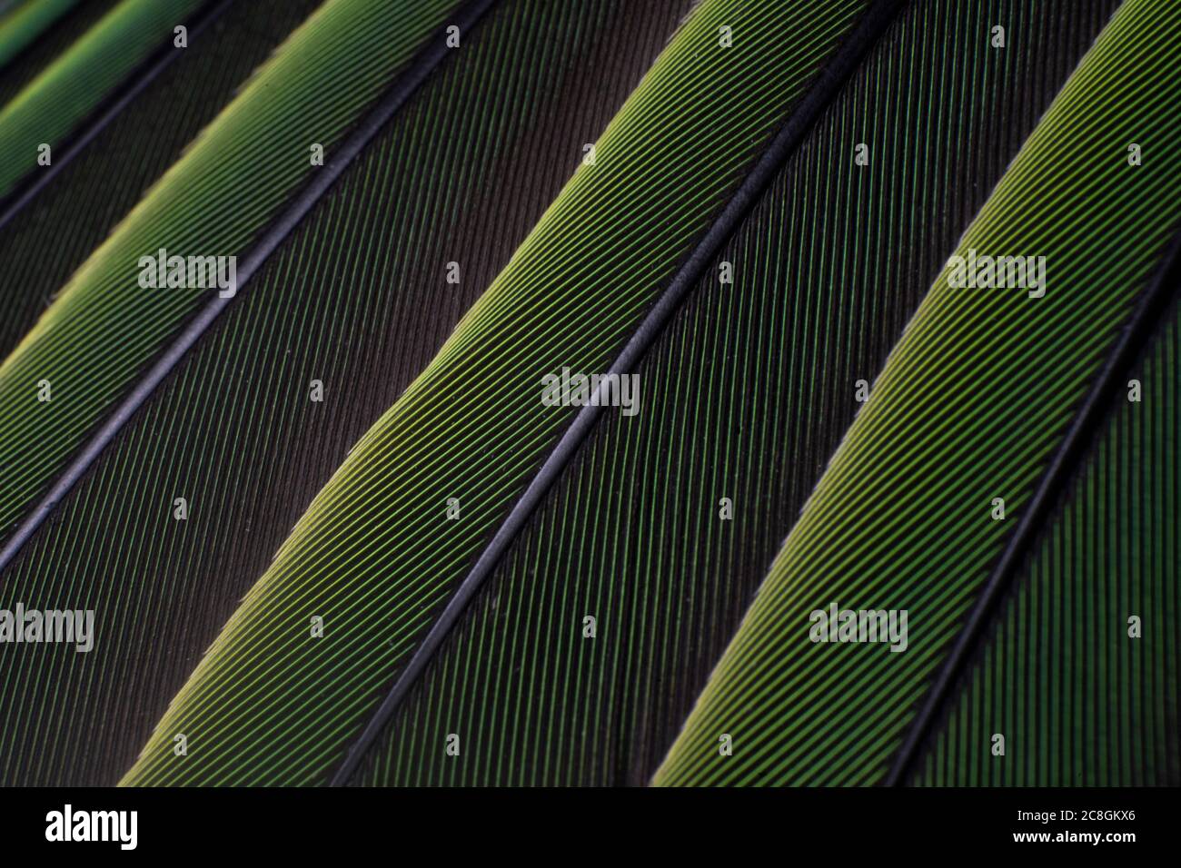 A Macro Shot Of Green Colorful Parakeet Feathers Bird Anatomy Stock A Macro Shot Of Green Colorful Parakeet Feathers Bird Anatomy Stock