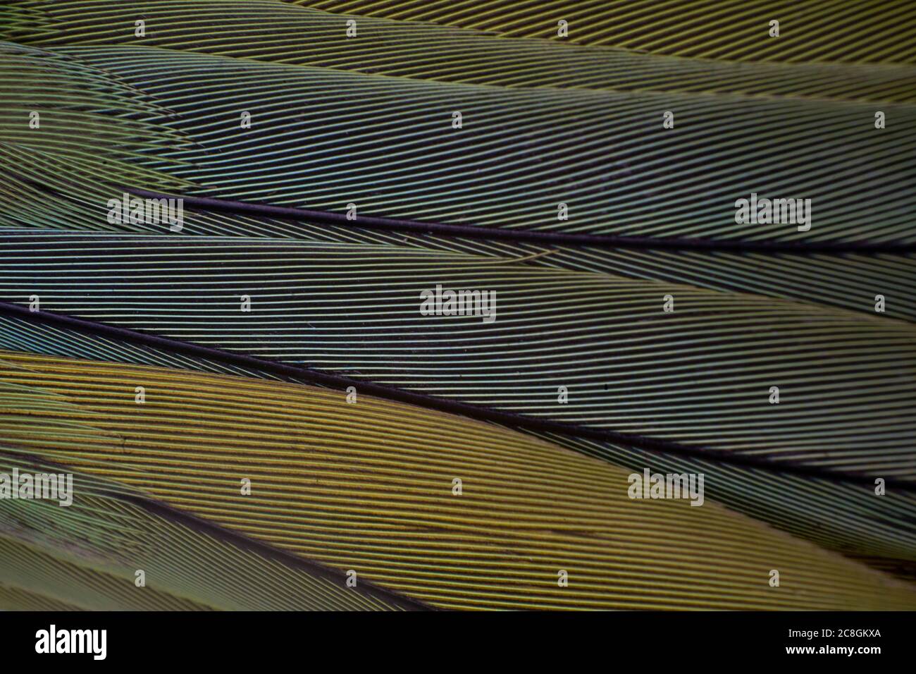 A macro shot of multi colored bird feathers, geometrical pattern Stock Photo