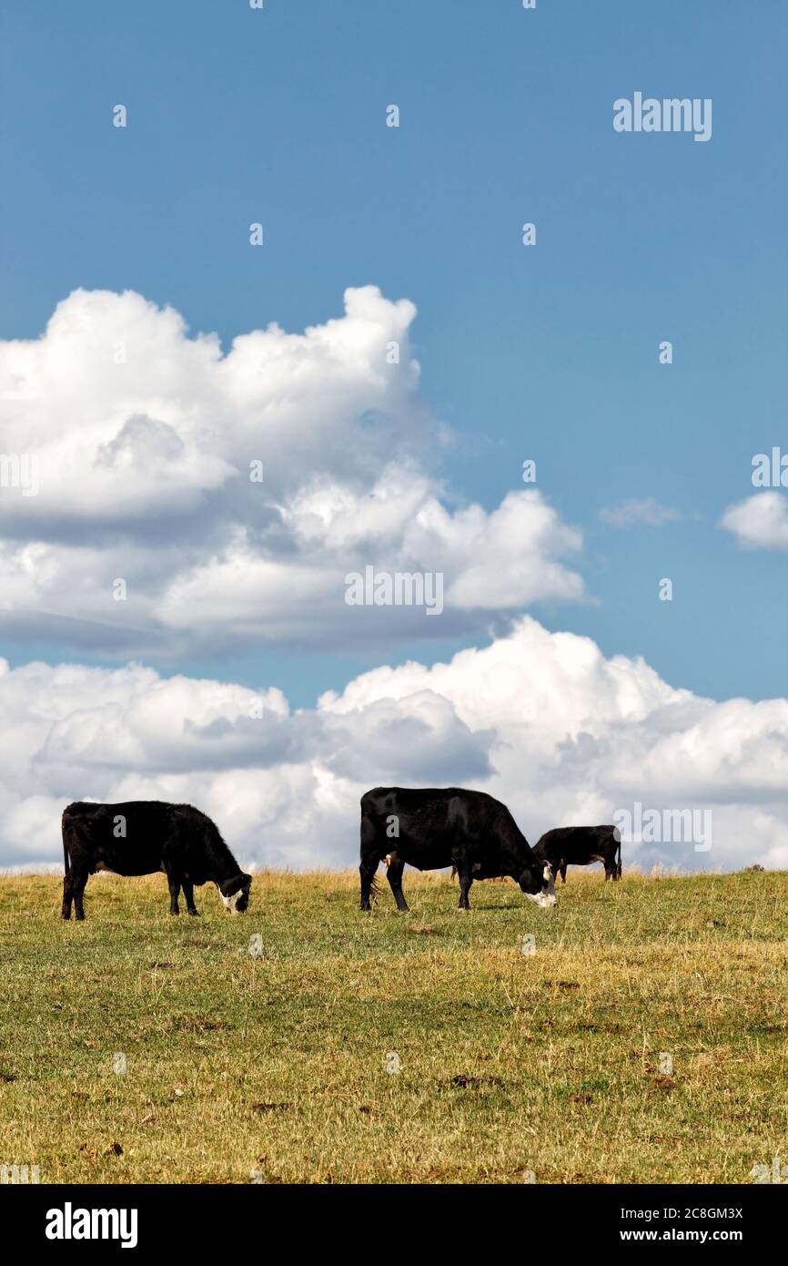 Black Angus cattle Feding in a pasture during the smmer. Stock Photo
