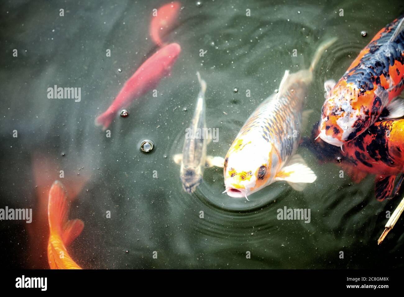 Koi fish kept as pets in a backyard Koi pond. Stock Photo