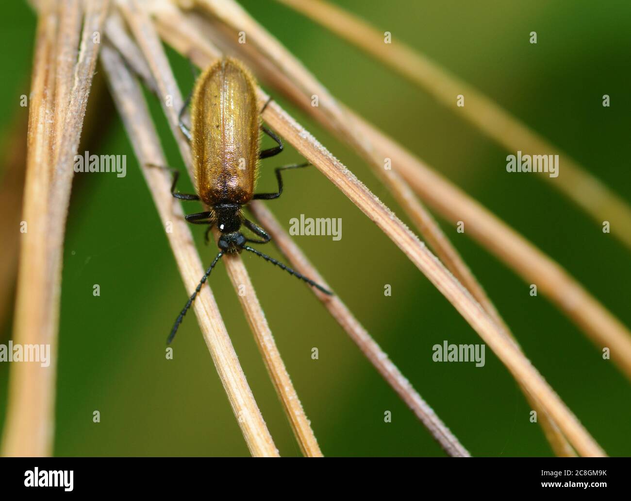 Beetle crawling on a stalk .Insects are very active during the day. Stock Photo