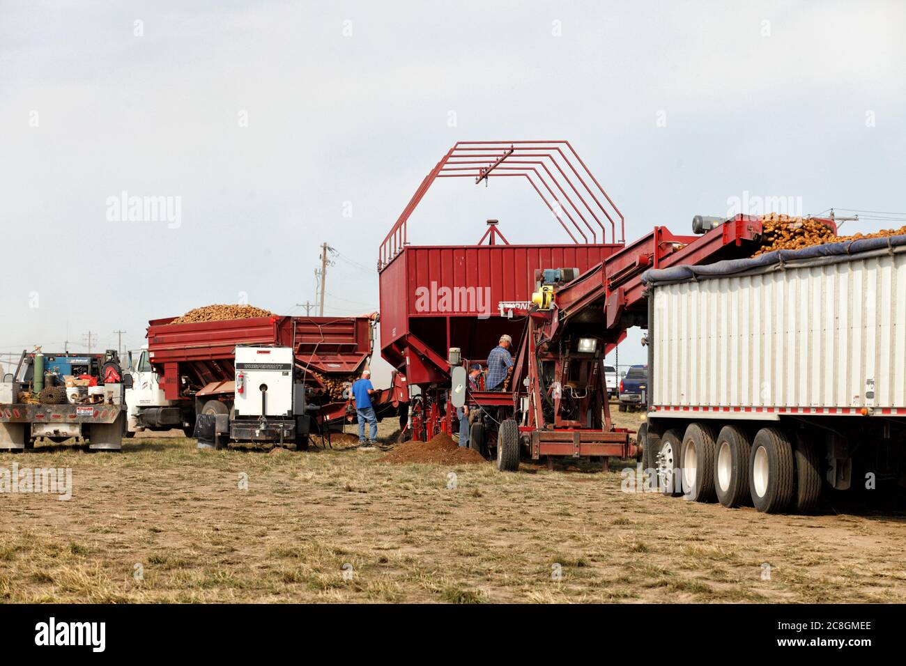 Freshly harvested Idaho potatoes being loaded into a truck for