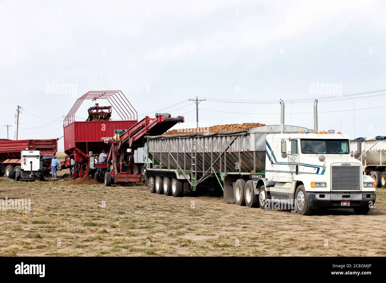 Harvested potatoes in farm trailer hires stock photography and images