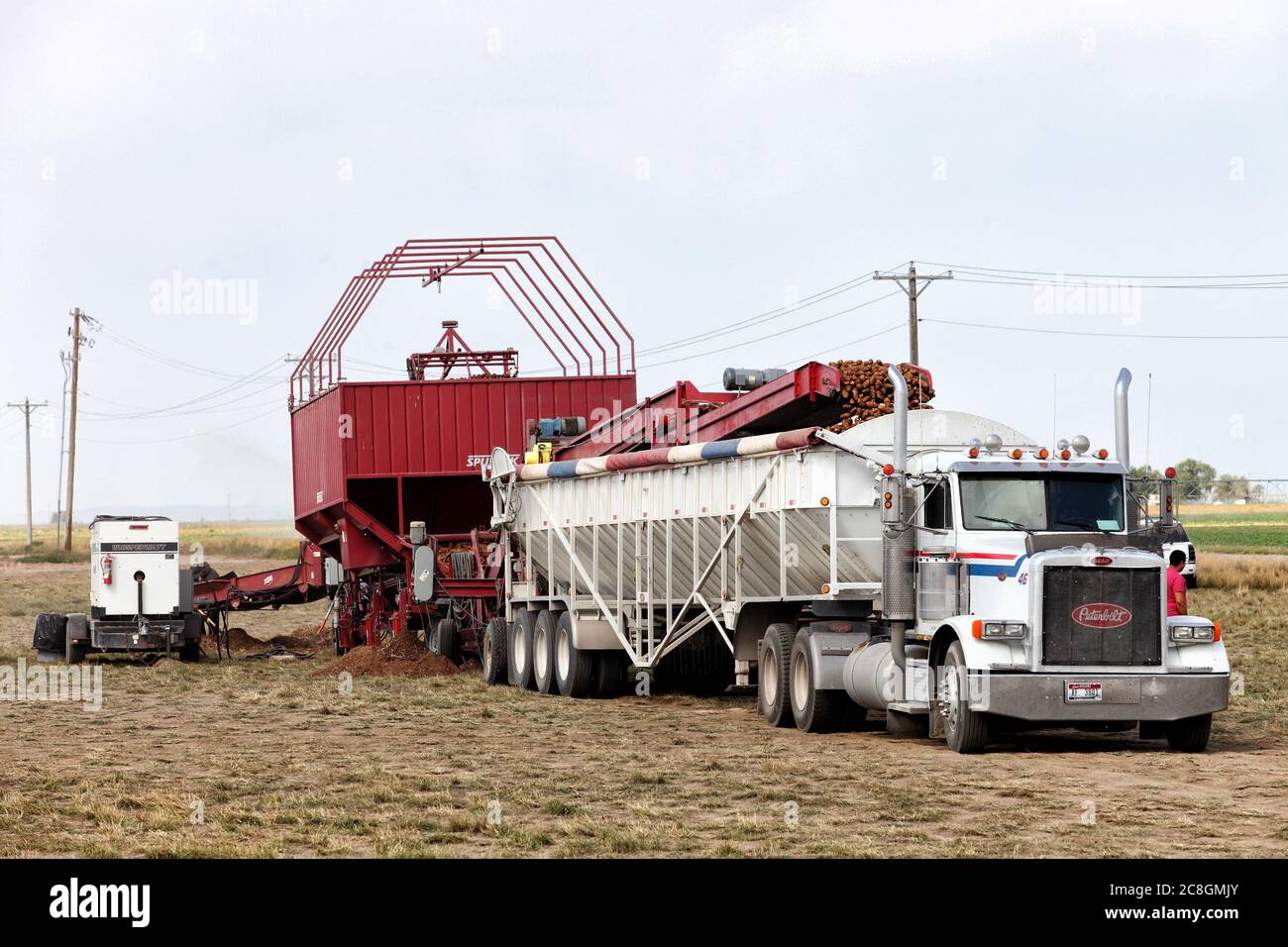 Blackfoot, Idaho, USA Aug. 8, 2014 Freshly harvested Idaho potatoes being sorted by size, and loaded into a truck for transport to a storage cellar. Stock Photo