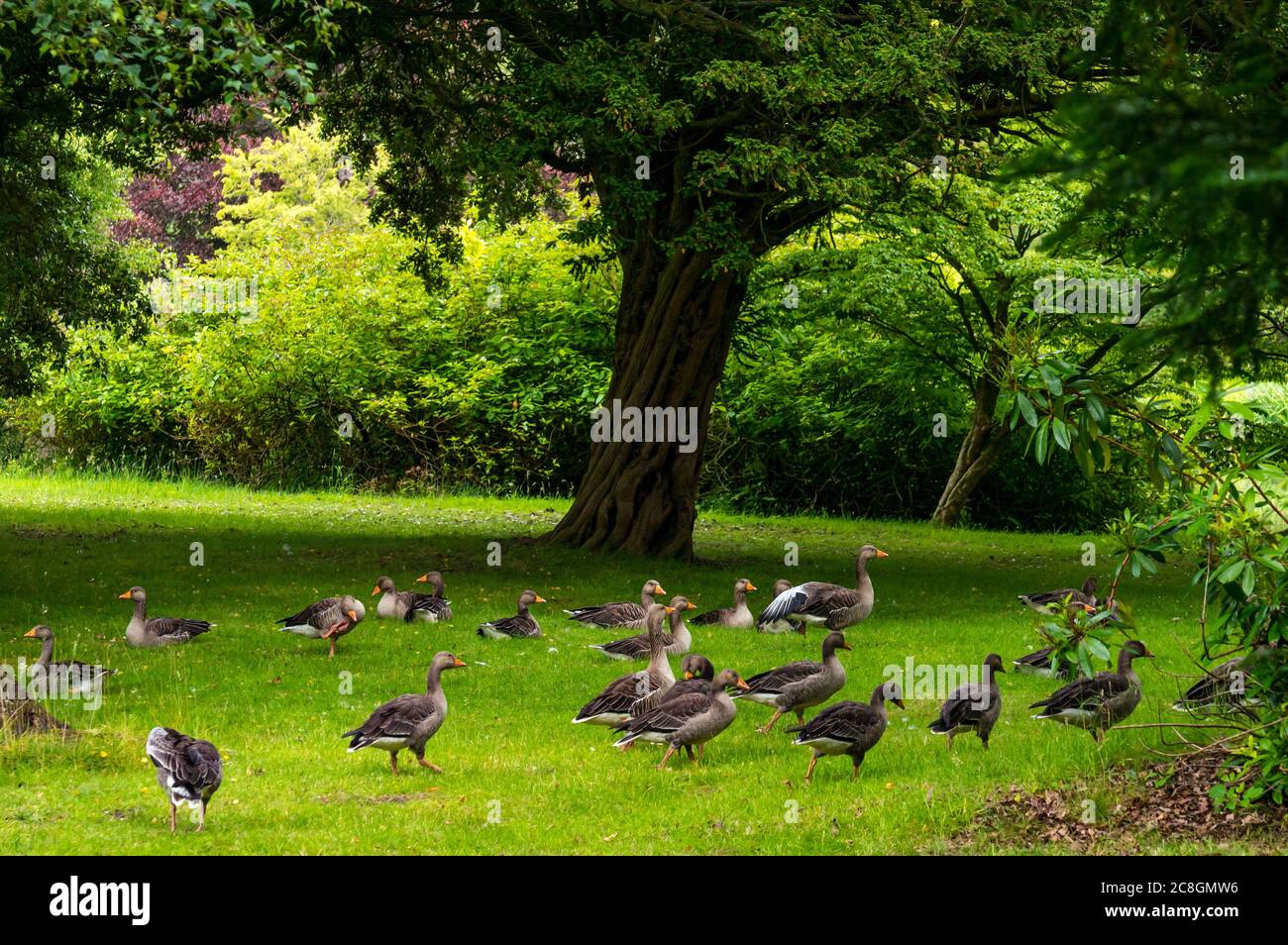 Gosford Estate, East Lothian, Scotland, United Kingdom, 24th July 2020. UK Weather: a flock of greylag geese Stock Photo