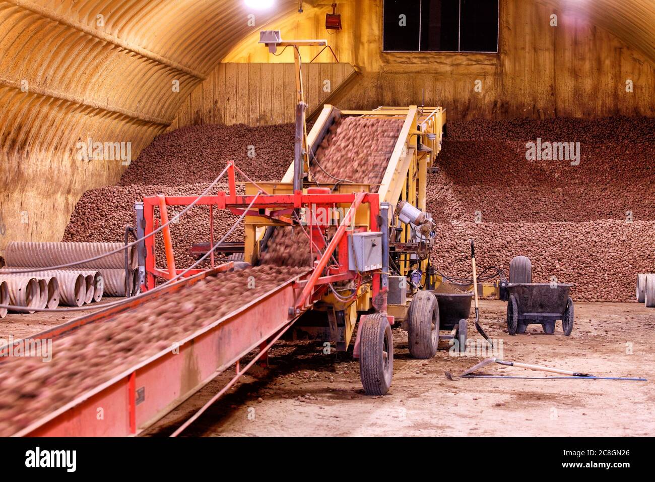 Potatoes rushing by on conveyor machinery, and being stacked in a cellar for winter storage. Stock Photo