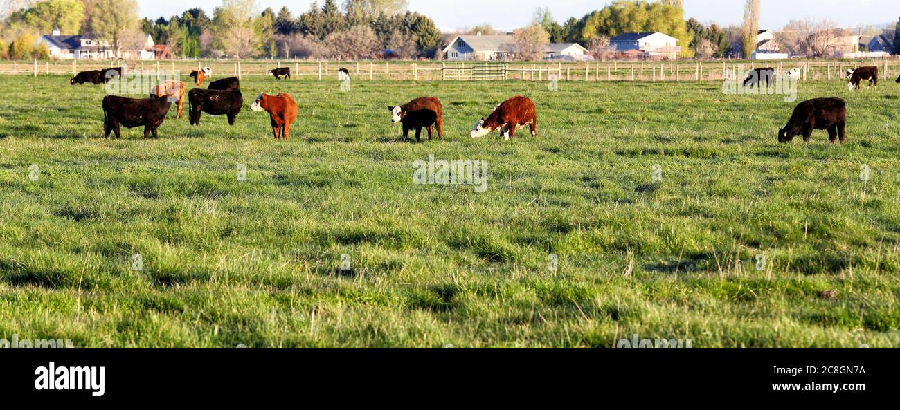 Mixed breeds of cattle grazing in a privately owned pasture Stock Photo