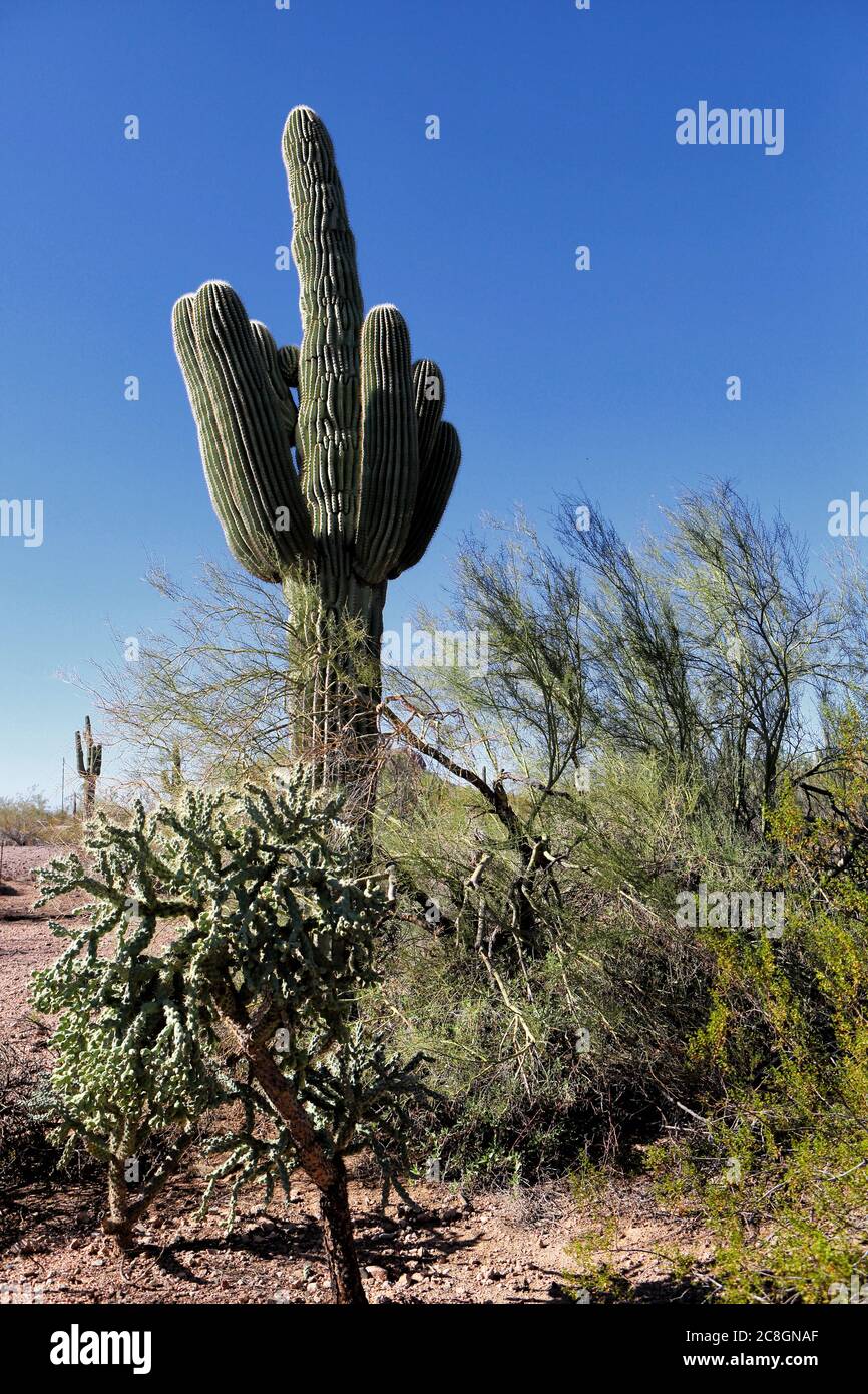 A saguaro cactus, about 200 years old, growing in the Sonoran desert of  Saguaro National Park. Stock Photo