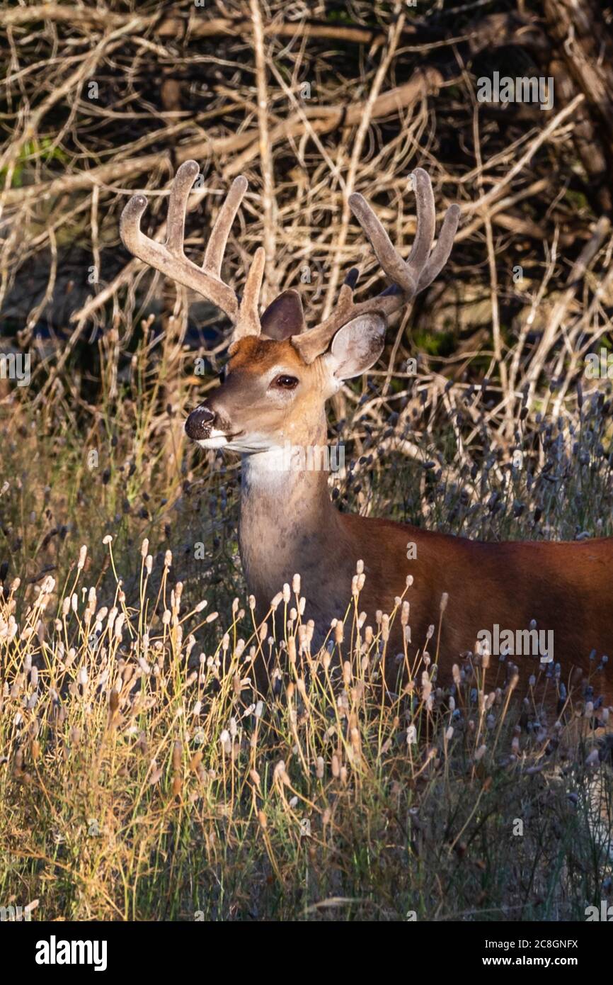 Texas whitetail buck with velvet antlers Stock Photo Alamy