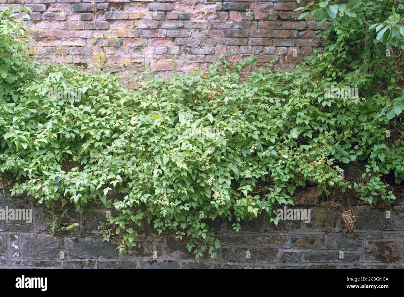 Weeds grow in the brick wall along the railway Stock Photo - Alamy