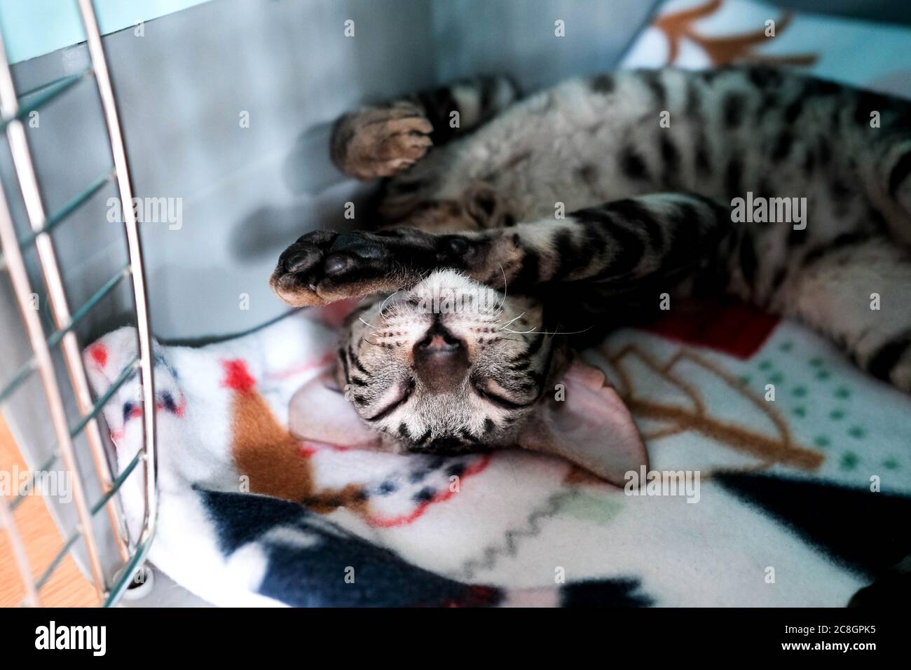 Kitten is sleeping. Carrier for animals. Cornish Rex resting on its back. Stock Photo
