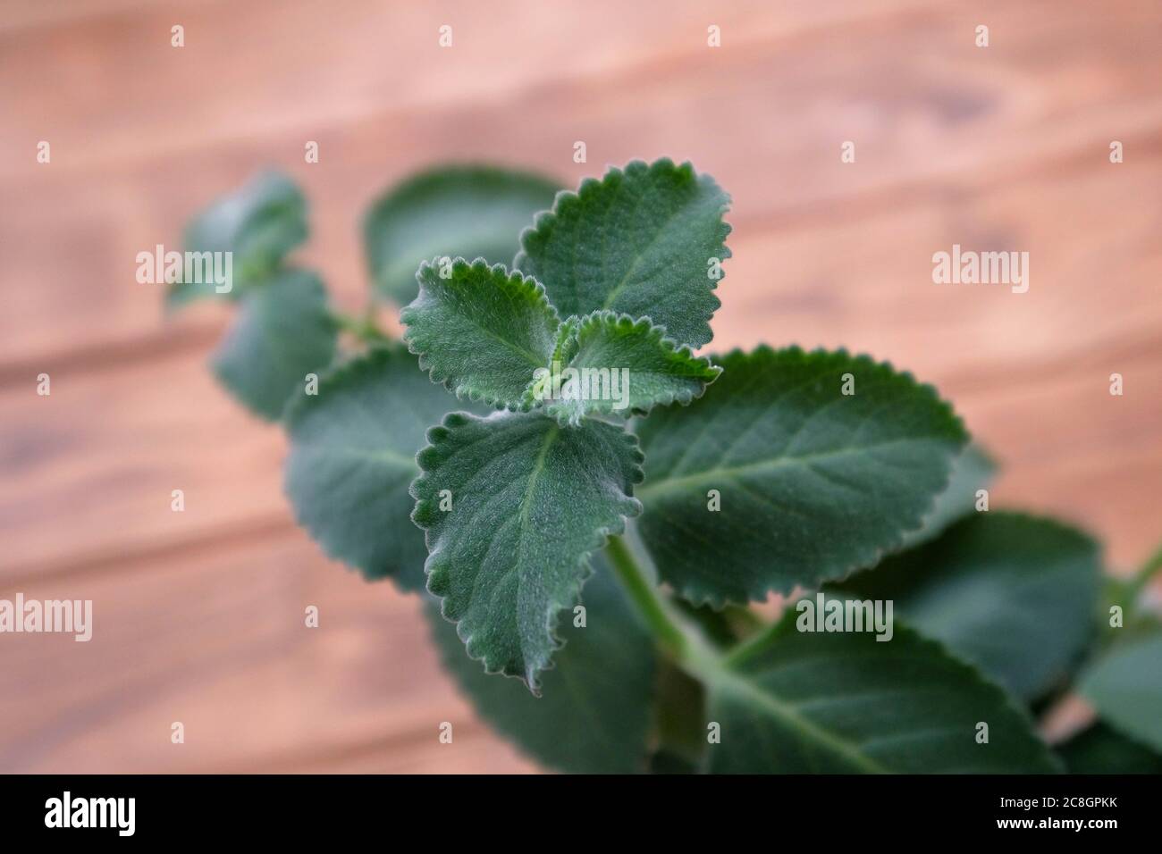 Green leaves of room mint. Close up, blurred background. Stock Photo
