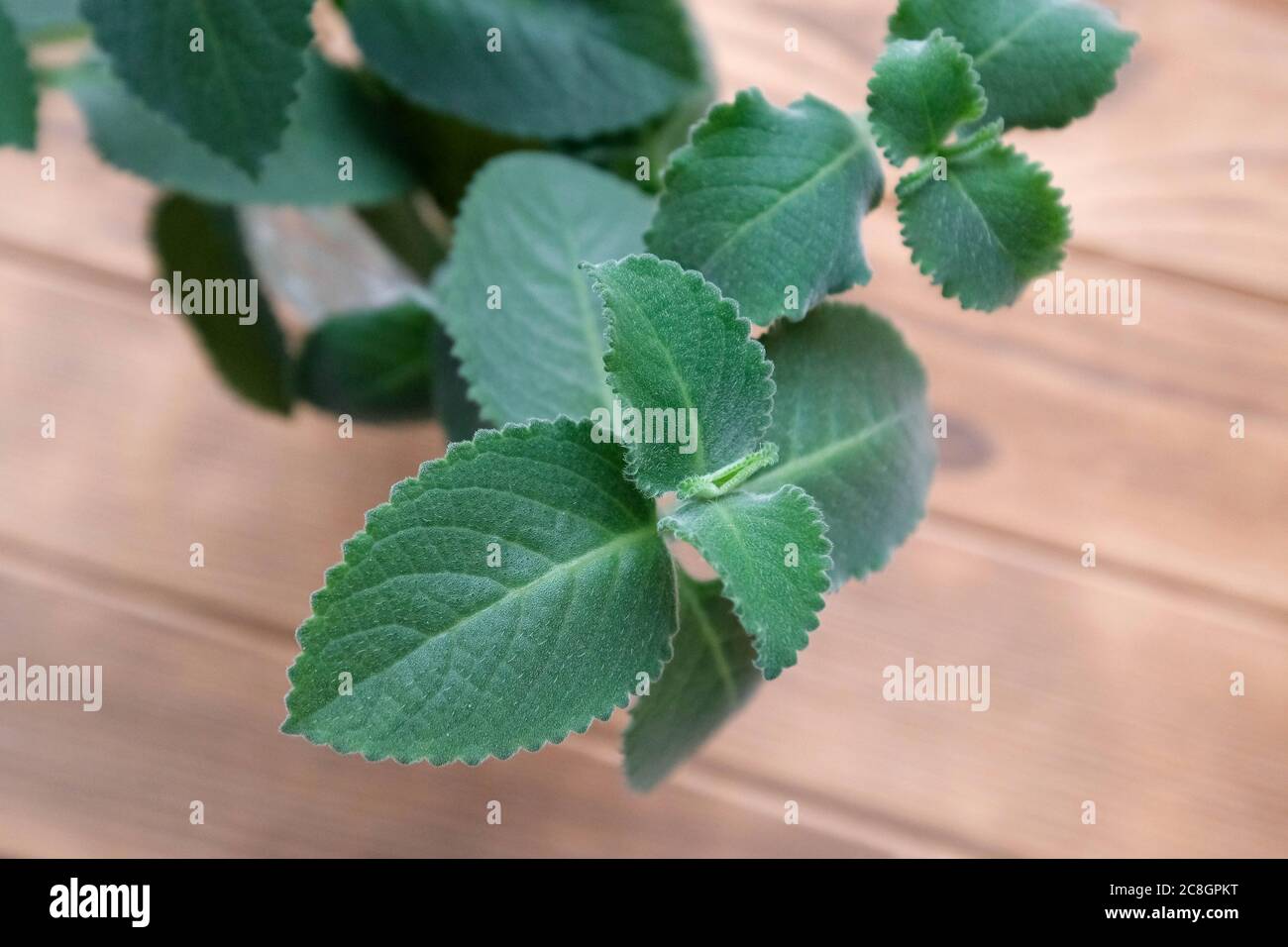 Indoor mint on a tree. Blurred background. Stock Photo