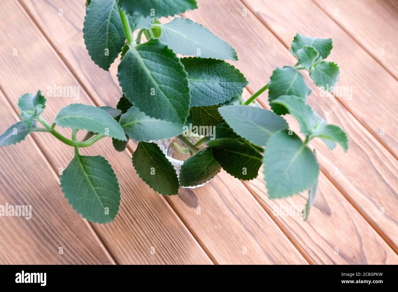 Mint in a glass on a wooden blurred background. Sprigs of mint in water. Stock Photo