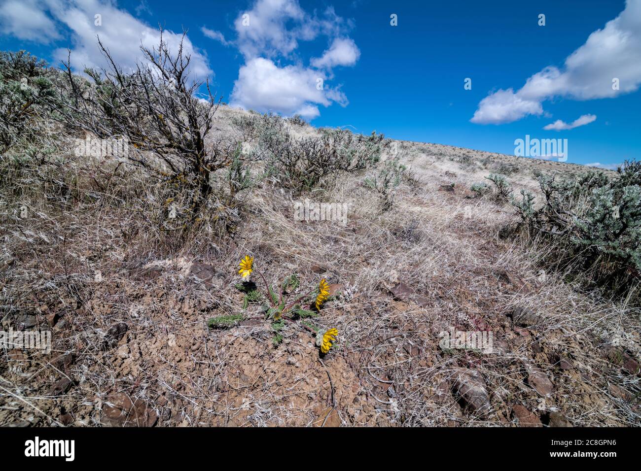 Ginkgo Petrified Forest State Park, WA Stock Photo Alamy