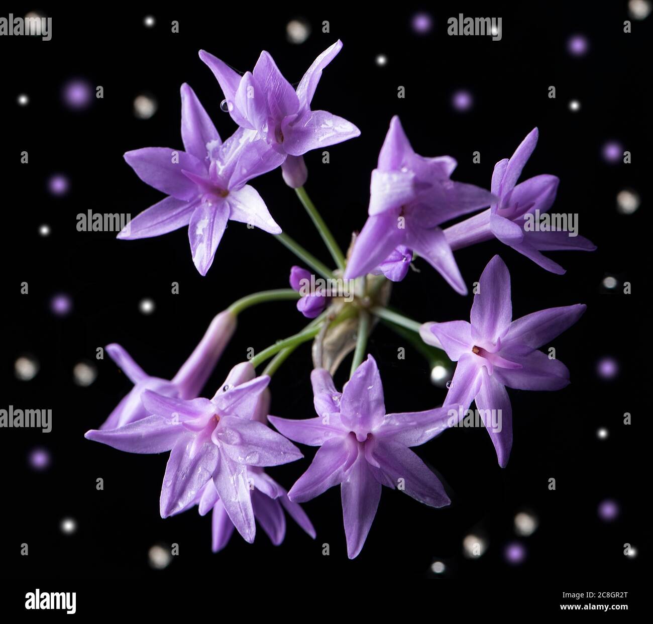 Purple star shaped flowers from the Society Garlic Plant Stock Photo