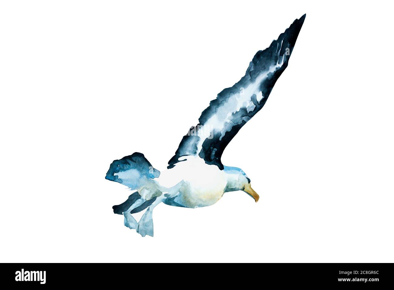 Watercolor black winged seagull in a beginning of the flyght, back view. Original hand painted bird illustration isolated on white background Stock Photo