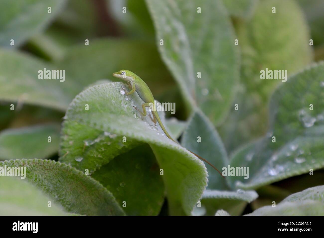 Green anole lizard on lamb's ear leaf with water droplets Stock Photo