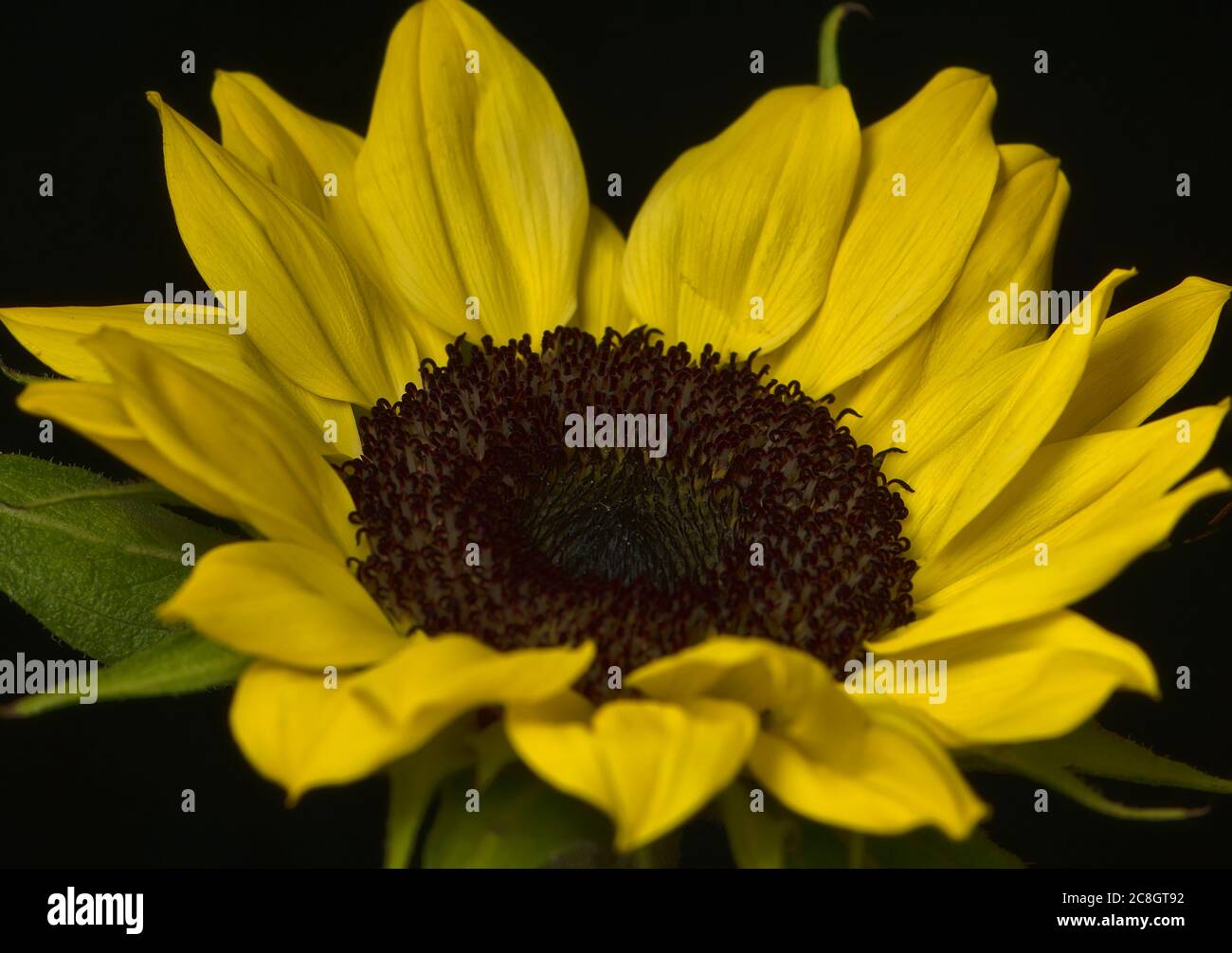 Vibrant yellow sunflower on a black background Stock Photo